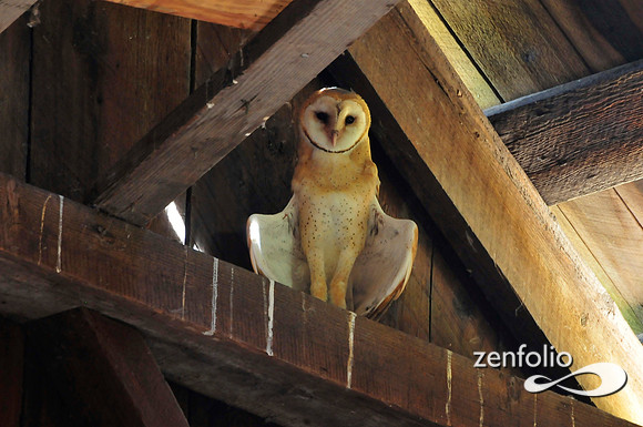 barn owl