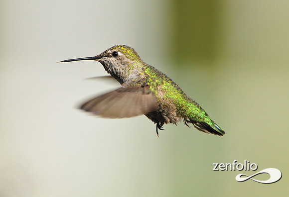 hummingbird