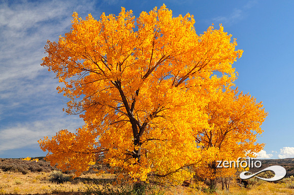 fall cottonwood