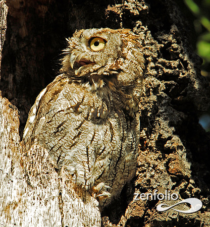 screech owl