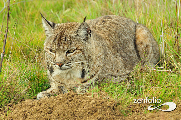 bobcat
