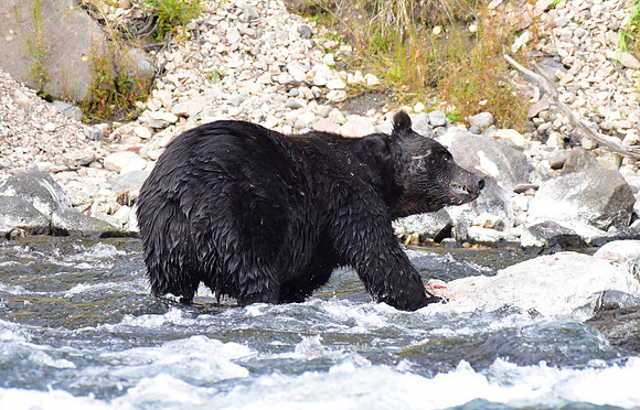 lehardey rapids grizzly (11)