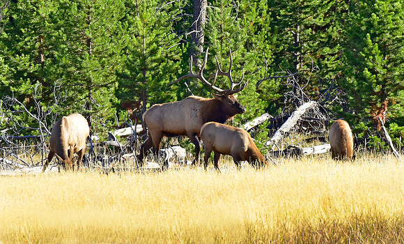 huge bull elk (3)