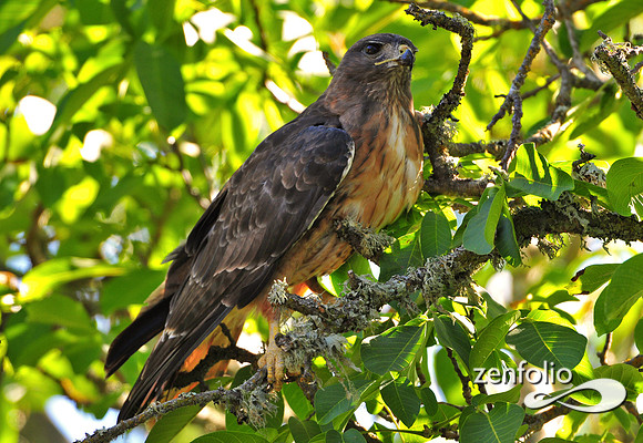 hawk