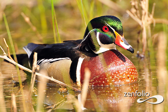 wood duck