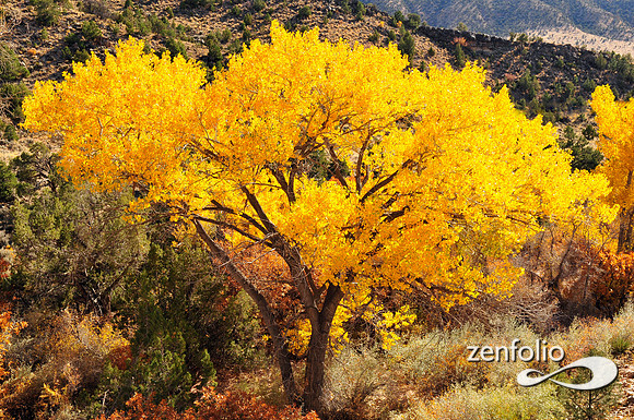 fall cottonwood