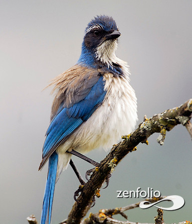 scrub jay