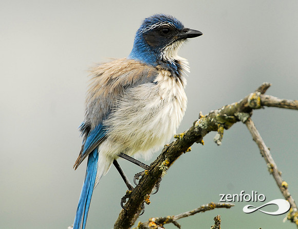 scrub jay