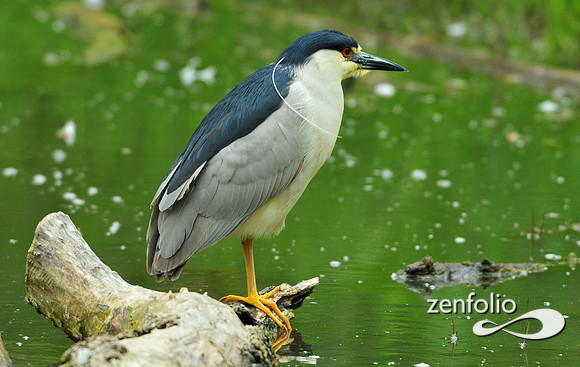 heron