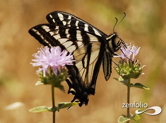 tiger swallowtail butterfly