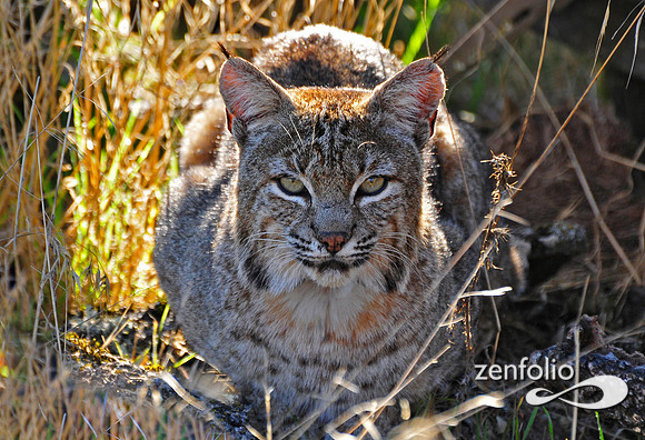 bobcat