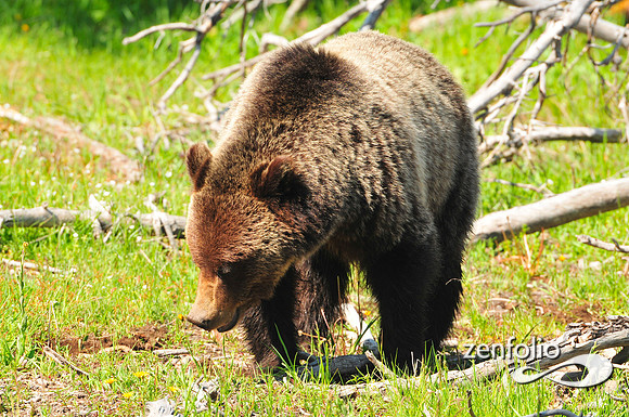 biscuit basin grizzly.