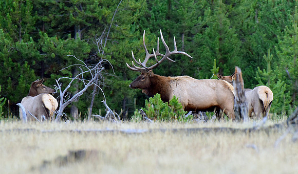 huge bull elk (12)