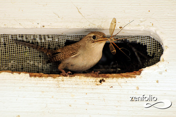 wren