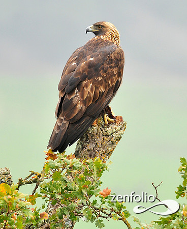 eagle