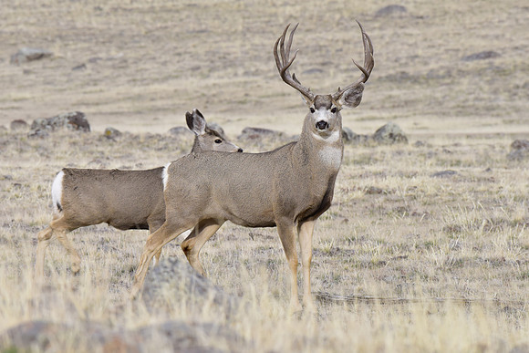 mule deer buck (2)