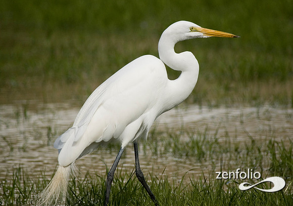egrett