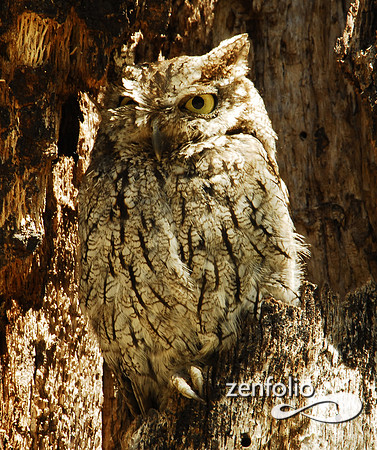 screech owl