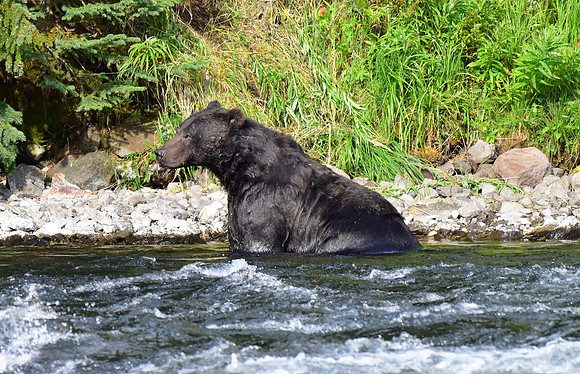 lehardey rapids grizzly (25)