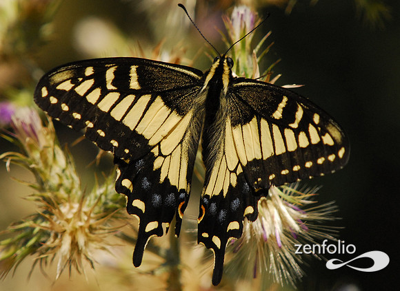 tiger swallowtail butterfly