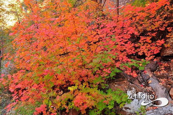fall foliage