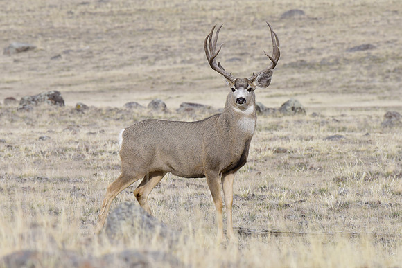 mule deer buck (1)