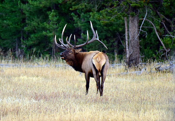 huge bull elk (7)