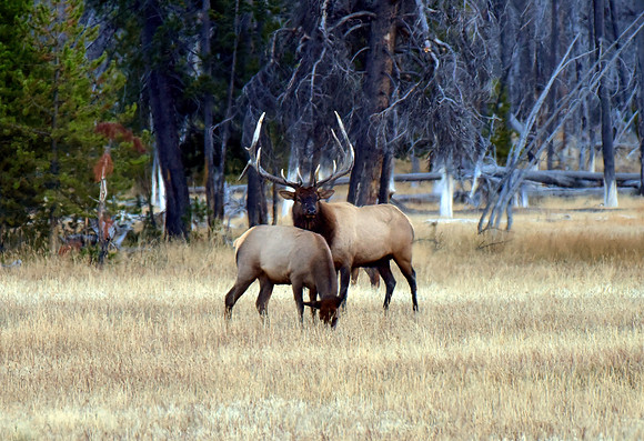 huge rutting bull elk (5)