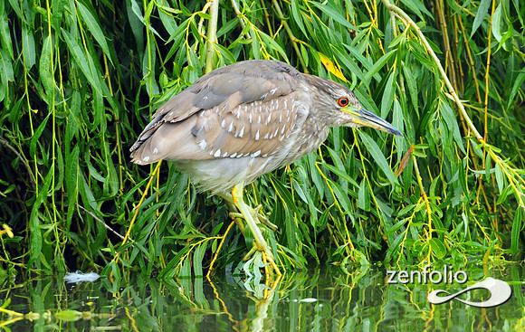 heron