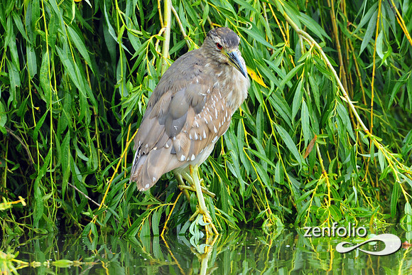 heron