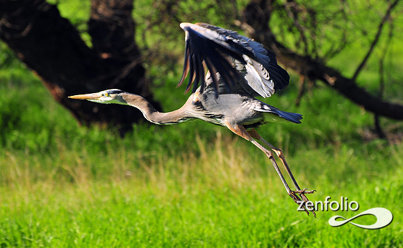 heron