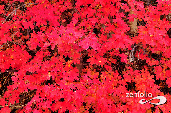 foliage