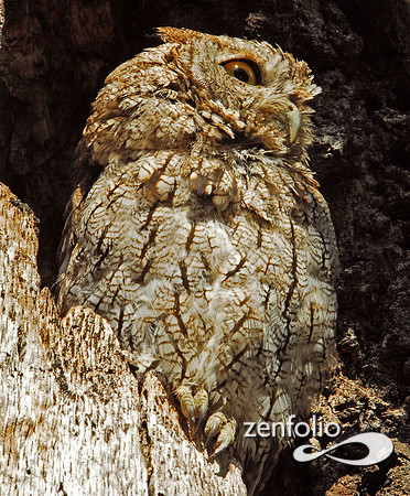 screech owl