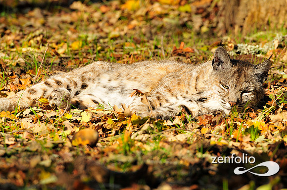 bobcat