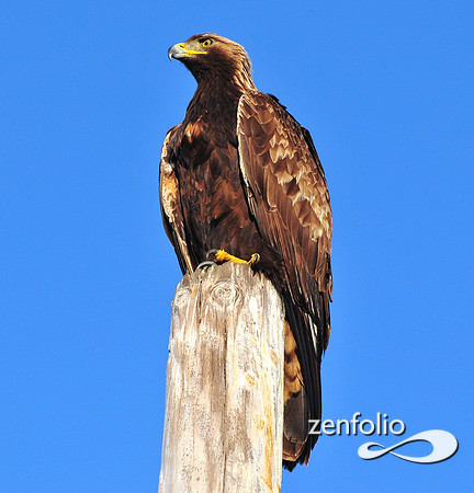 golden eagle